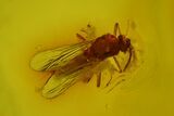 Fossil Flies, Mites And A Partial Centipede In Baltic Amber #163488-1